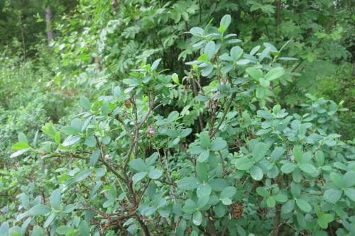 vanligt odon Vaccinium uliginosum subsp. uliginosum