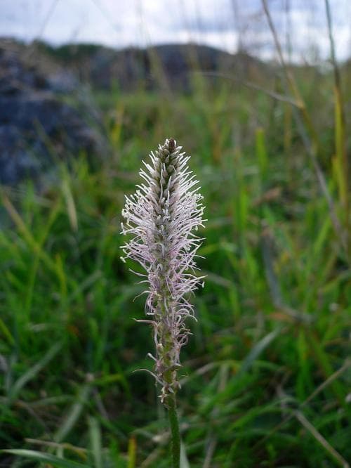 rödkämpar Plantago media