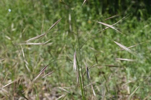 sandlosta Anisantha sterilis