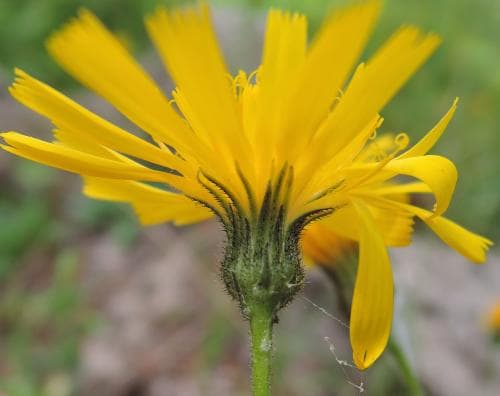 fläckig trollfibbla Hieracium philanthrax