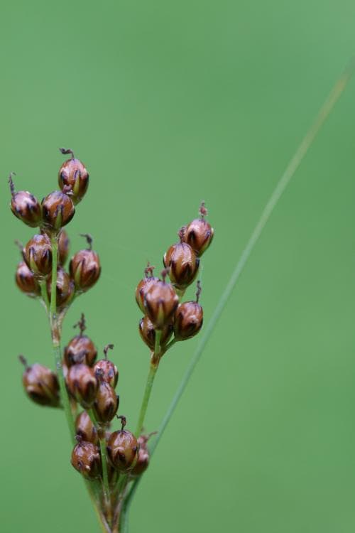 stubbtåg Juncus compressus