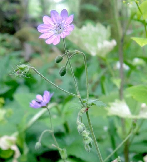 skuggnäva Geranium pyrenaicum
