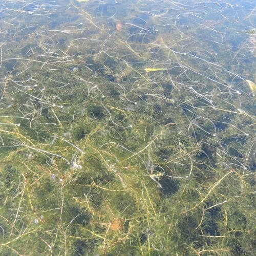 smal vattenpest Elodea nuttallii