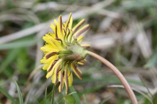 liten kärrmaskros Taraxacum litorale