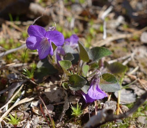 hårig sandviol Viola rupestris var. rupestris