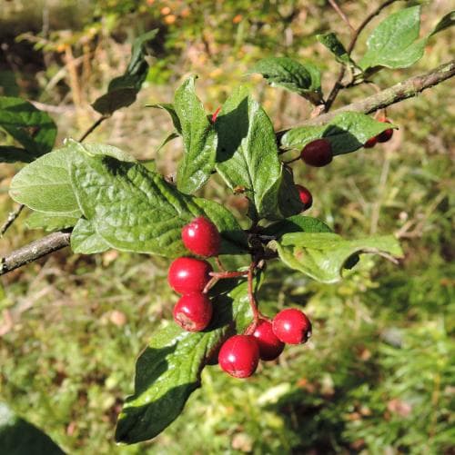 rynkoxbär Cotoneaster bullatus