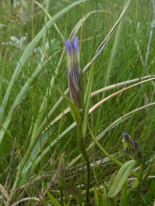strandgentiana Gentianopsis detonsa