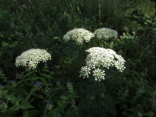 krusfrö Selinum carvifolia