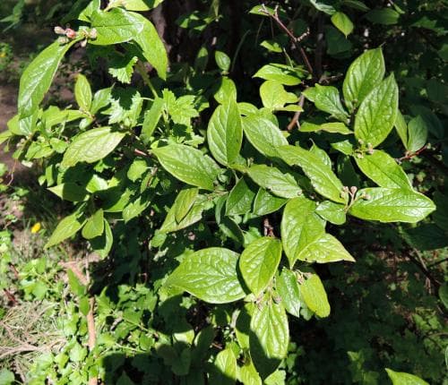 ljusbladigt oxbär Cotoneaster laetevirens