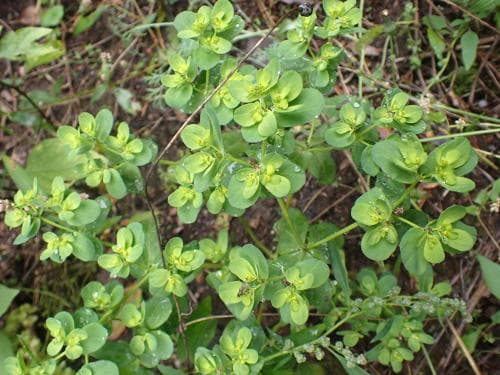 revormstörel Euphorbia helioscopia
