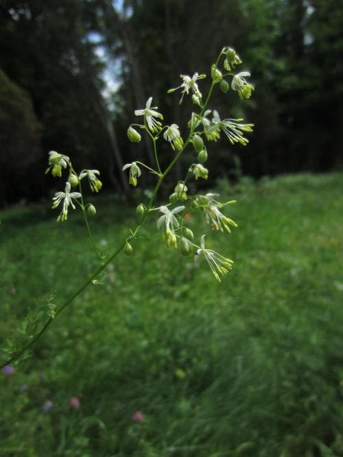 glansruta Thalictrum lucidum