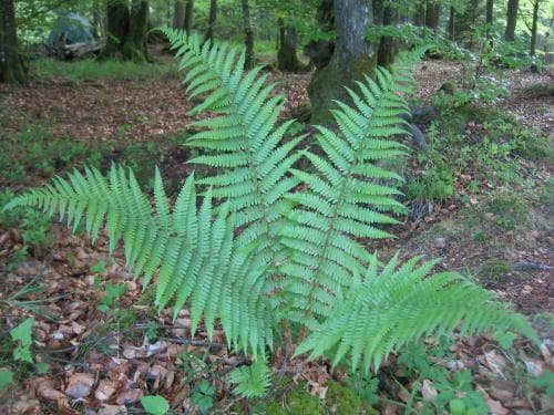 träjon Dryopteris filix-mas