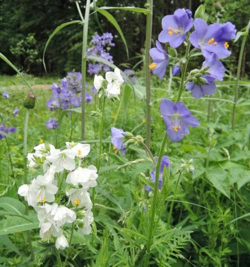 blågull Polemonium caeruleum