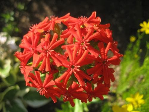 studentnejlika Lychnis chalcedonica