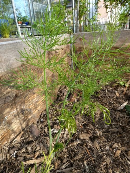 fänkål Foeniculum vulgare