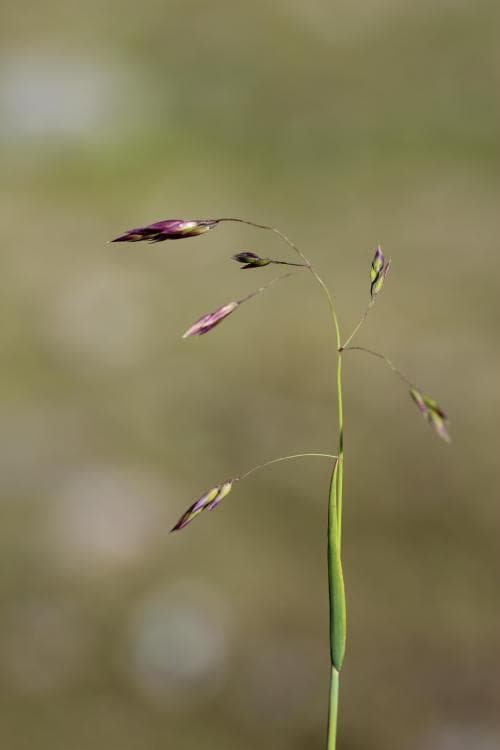 lapptåtel Vahlodea atropurpurea