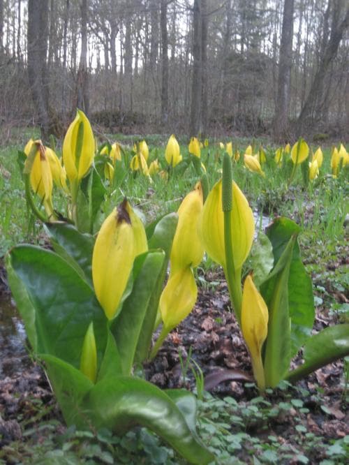 gul skunkkalla Lysichiton americanus