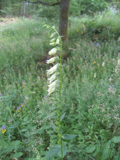 liten fingerborgsblomma Digitalis lutea