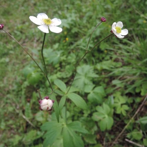 vitsippsranunkel Ranunculus platanifolius
