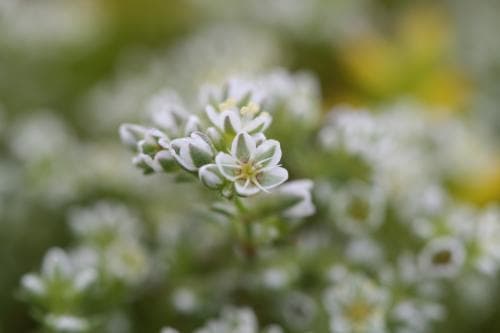vitknavel Scleranthus perennis