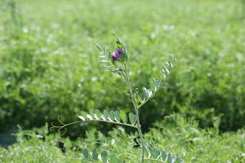 fodervicker Vicia sativa subsp. sativa