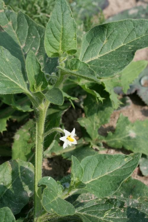 bägarnattskatta Solanum nitidibaccatum