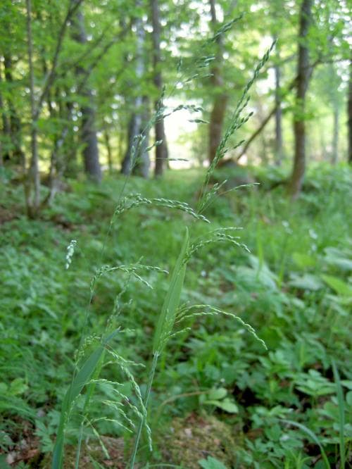 hässlebrodd Milium effusum
