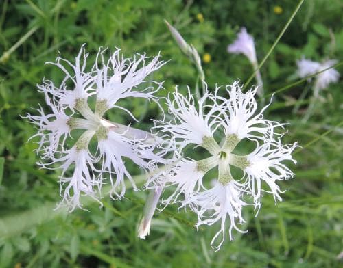 praktnejlika Dianthus superbus