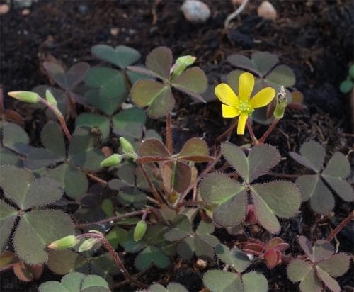 krypoxalis Oxalis corniculata