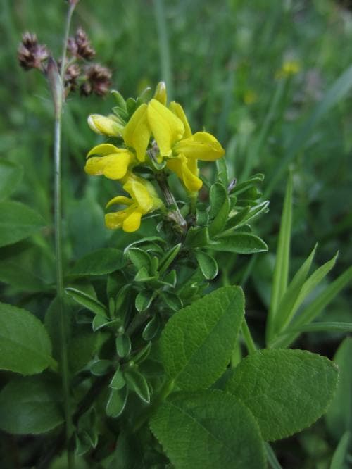 hårginst Genista pilosa