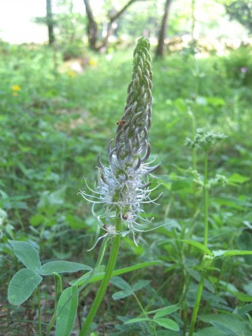 äkta vitrapunkel Phyteuma spicatum subsp. spicatum