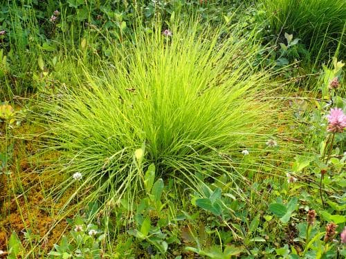 tuvad hundstarr Carex nigra var. recta