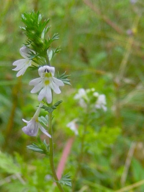 glandelögontröst Euphrasia stricta var. brevipila