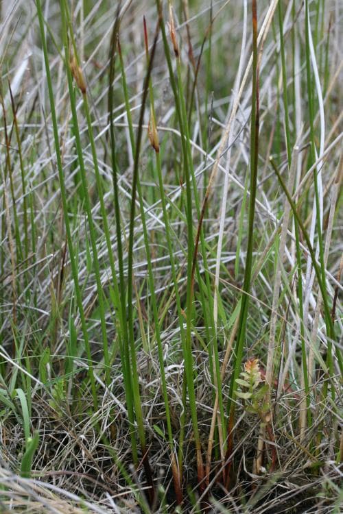 strandtåg Juncus maritimus