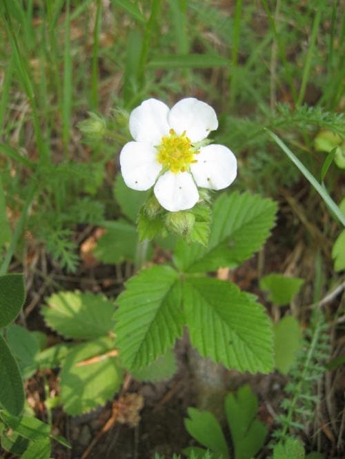 parksmultron Fragaria moschata