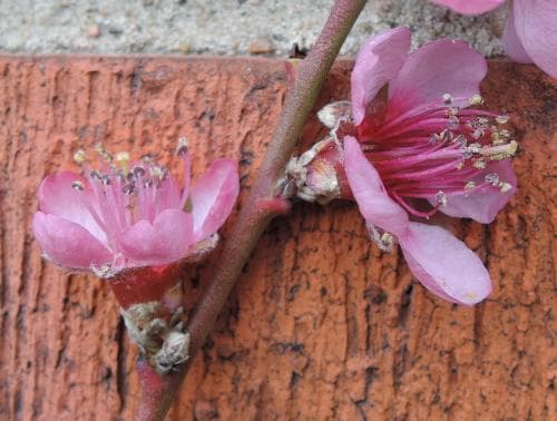 persika Prunus persica