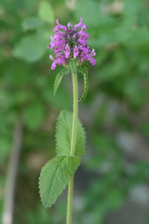 humlesuga Betonica officinalis