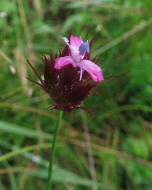 blodnejlika Dianthus cruentus