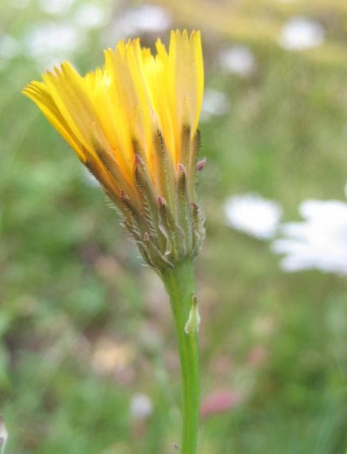 rotfibbla Hypochaeris radicata