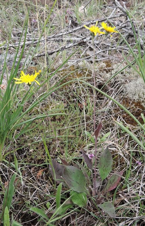 gotlandsfibbla Hieracium opacum