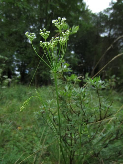vanlig bockrot Pimpinella saxifraga subsp. saxifraga