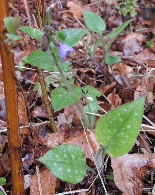 fläcklungört Pulmonaria officinalis