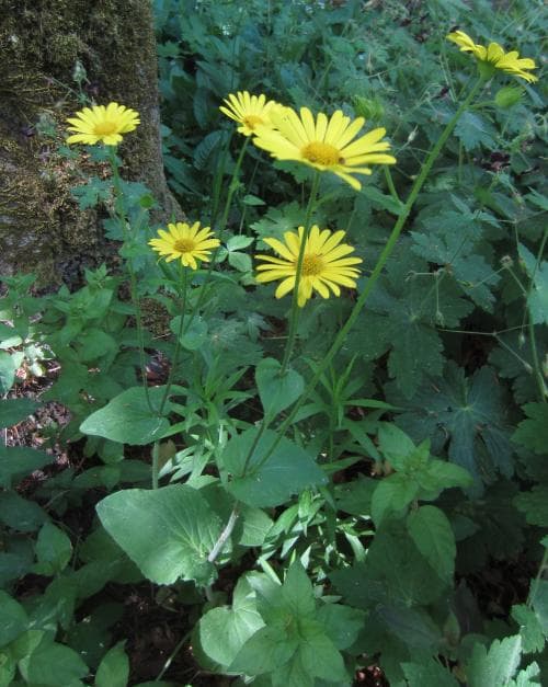 klostergemsrot Doronicum pardalianches