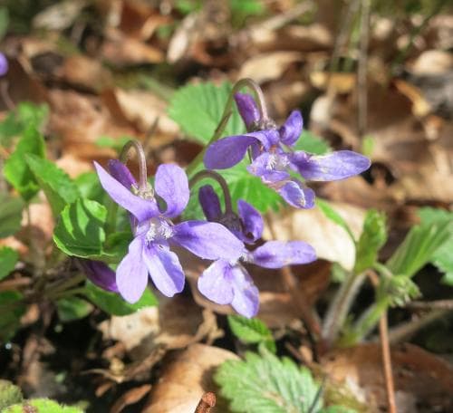 lundviol Viola reichenbachiana