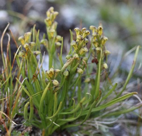 dvärgyxne Chamorchis alpina