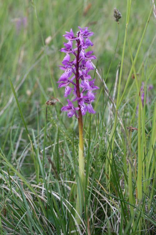 Sankt Pers nycklar Orchis mascula
