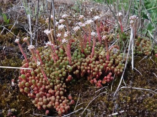 lydisk fetknopp Sedum lydium