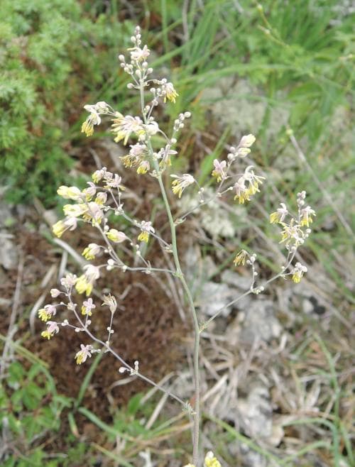 stor kustruta Thalictrum minus subsp. minus