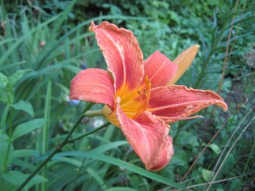 brunröd daglilja Hemerocallis fulva