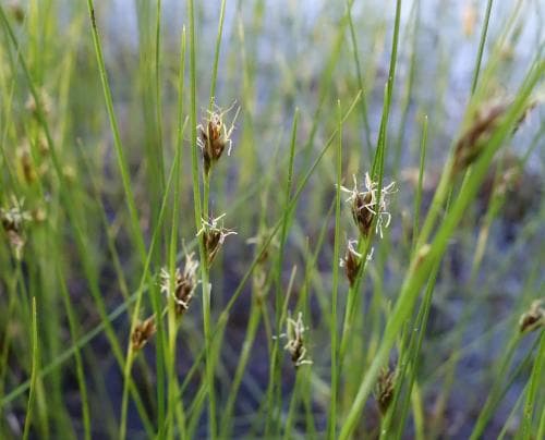 brunag Rhynchospora fusca